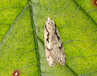 32.001 BF666 Semioscopis avellanella