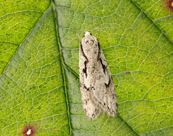 32.001 BF666 Semioscopis avellanella