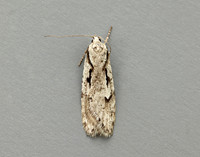 32.001 BF666 Semioscopis avellanella