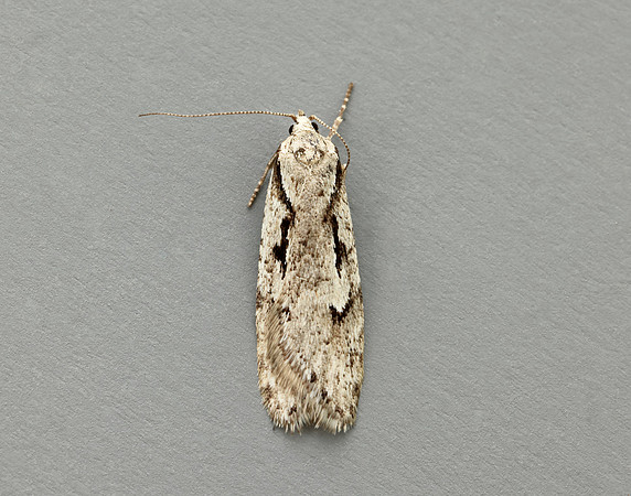 32.001 BF666 Semioscopis avellanella