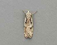 32.001 BF666 Semioscopis avellanella