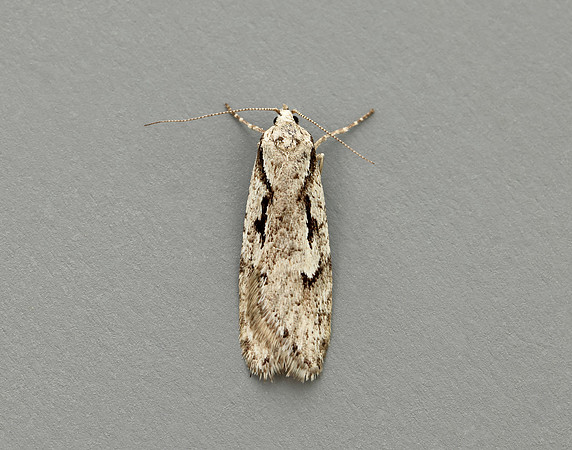 32.001 BF666 Semioscopis avellanella