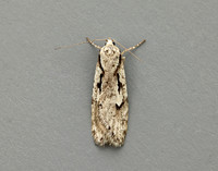 32.001 BF666 Semioscopis avellanella