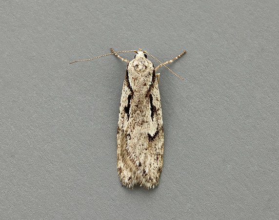 32.001 BF666 Semioscopis avellanella