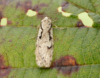 32.001 BF666 Semioscopis avellanella