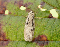 32.001 BF666 Semioscopis avellanella