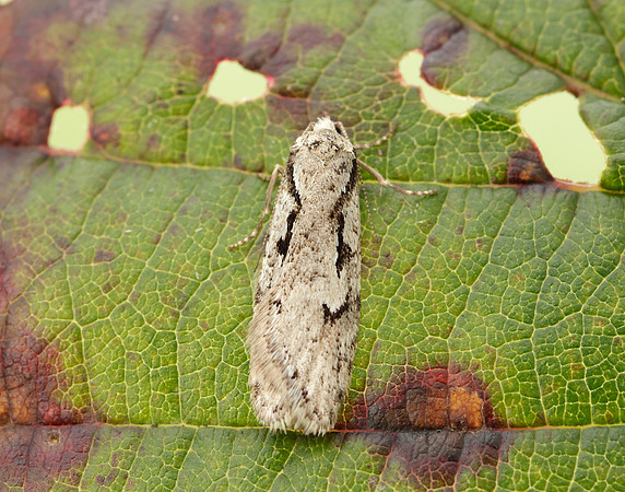 32.001 BF666 Semioscopis avellanella