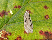 32.001 BF666 Semioscopis avellanella