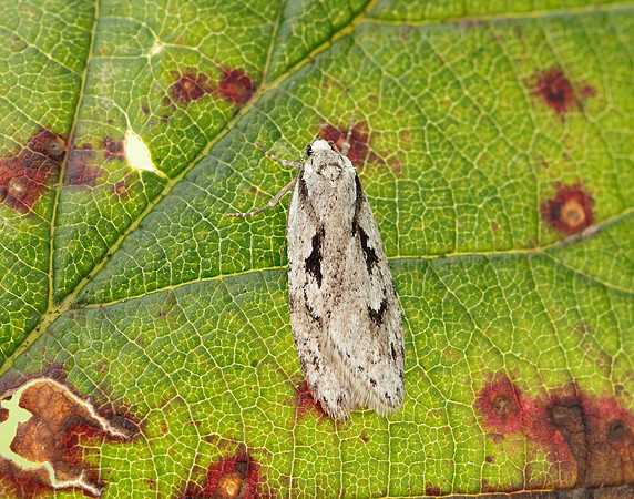 32.001 BF666 Semioscopis avellanella