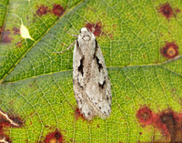 32.001 BF666 Semioscopis avellanella