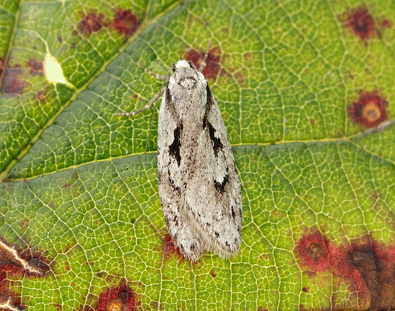 32.001 BF666 Semioscopis avellanella