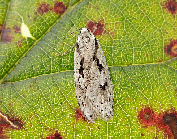 32.001 BF666 Semioscopis avellanella