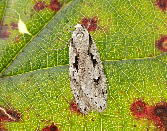 32.001 BF666 Semioscopis avellanella