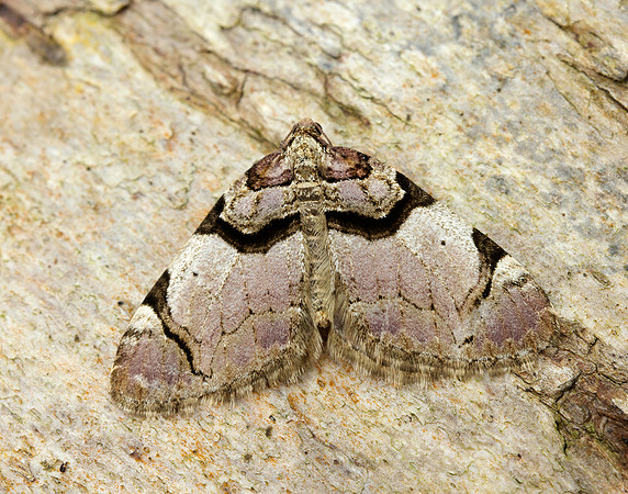 70.067 BF1747  Streamer Anticlea derivata