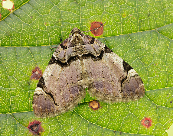 70.067 BF1747  Streamer Anticlea derivata
