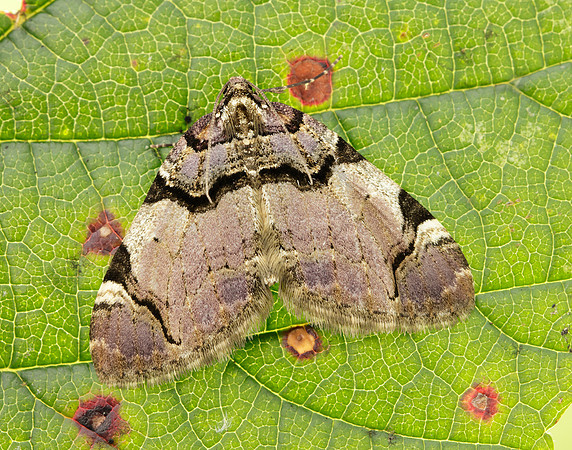 70.067 BF1747  Streamer Anticlea derivata