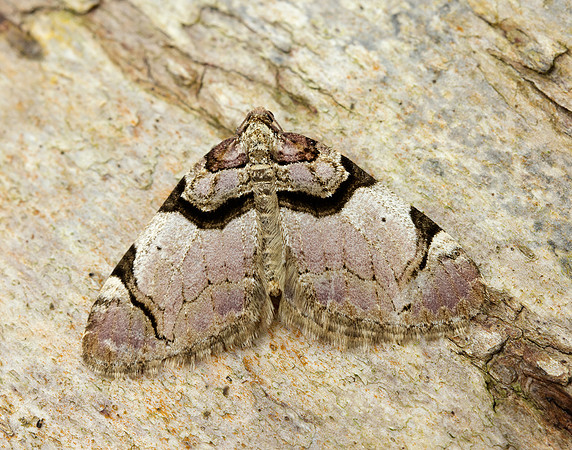 70.067 BF1747  Streamer Anticlea derivata