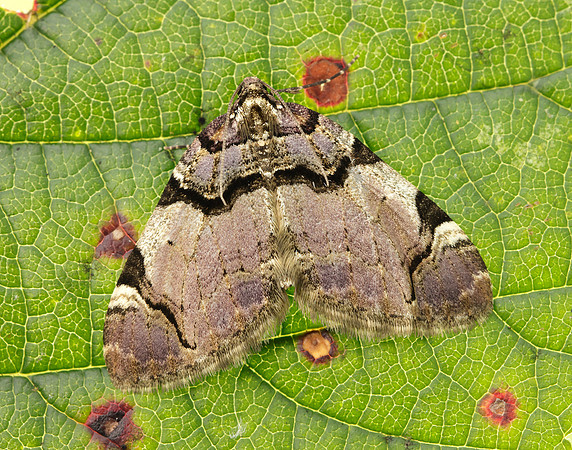 70.067 BF1747  Streamer Anticlea derivata
