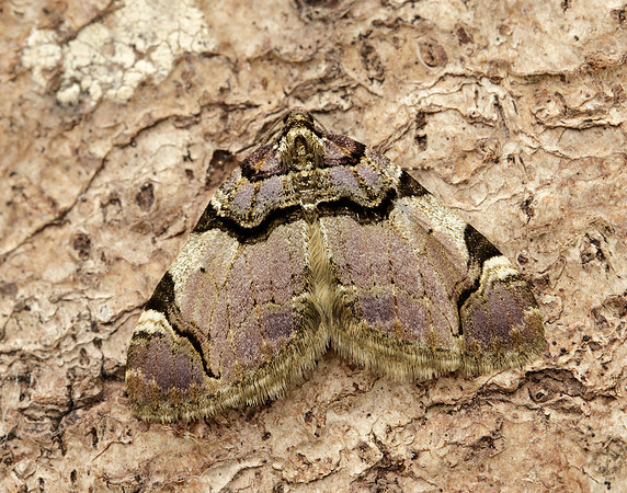 70.067 BF1747  Streamer Anticlea derivata