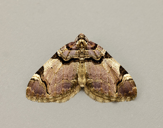 70.067 BF1747  Streamer Anticlea derivata