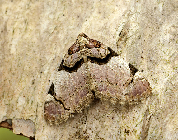 70.067 BF1747  Streamer Anticlea derivata