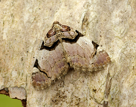 70.067 BF1747  Streamer Anticlea derivata