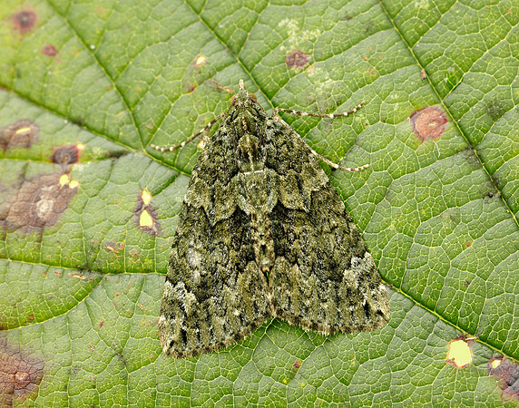 70.095 BF1760 Red-green Carpet Chloroclysta siterata