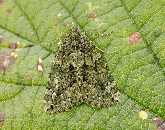 70.095 BF1760 Red-green Carpet Chloroclysta siterata