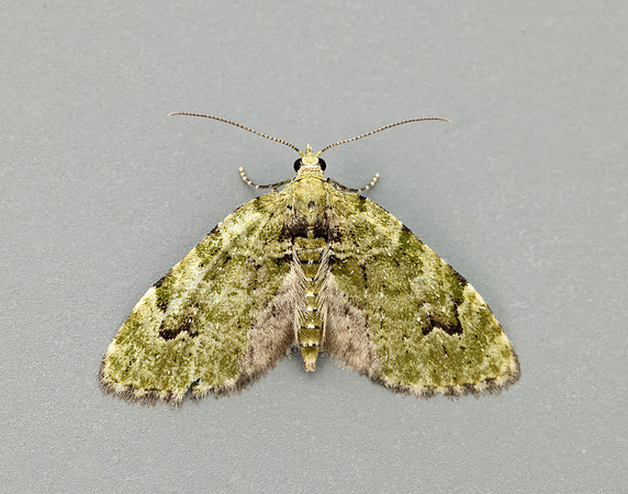 70.142 BF1858  V-Pug Chloroclystis v-ata