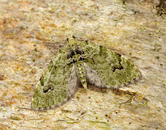 70.142 BF1858  V-Pug Chloroclystis v-ata