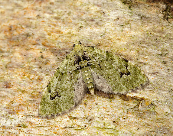 70.142 BF1858  V-Pug Chloroclystis v-ata
