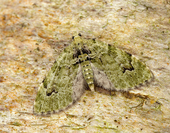 70.142 BF1858  V-Pug Chloroclystis v-ata