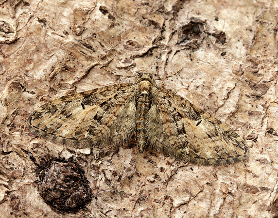 70.156 BF1852 Brindled Pug Eupithecia abbreviata