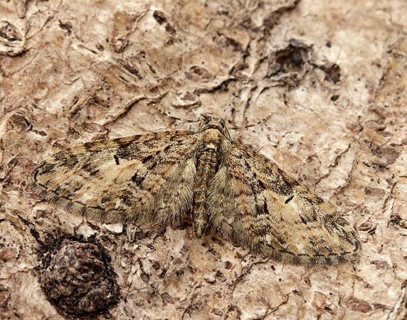 70.156 BF1852 Brindled Pug Eupithecia abbreviata