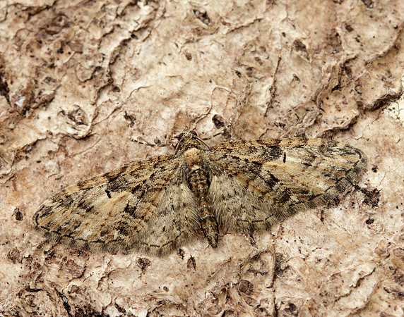 70.156 BF1852 Brindled Pug Eupithecia abbreviata