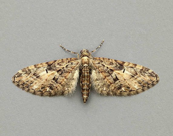 70.156 BF1852 Brindled Pug Eupithecia abbreviata