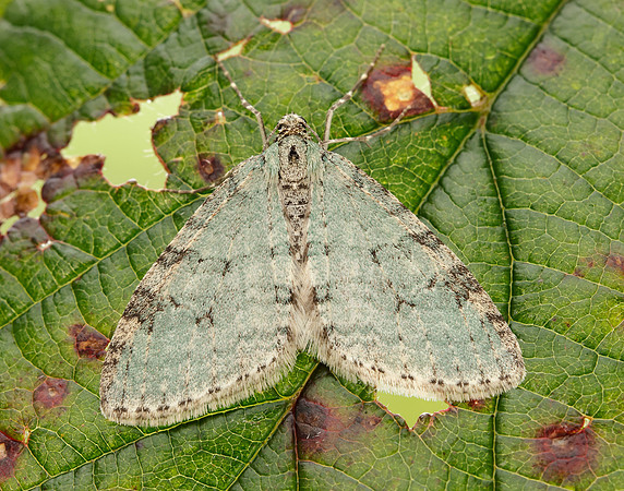 70.202 BF1881 Early Tooth-striped Trichopteryx carpinata