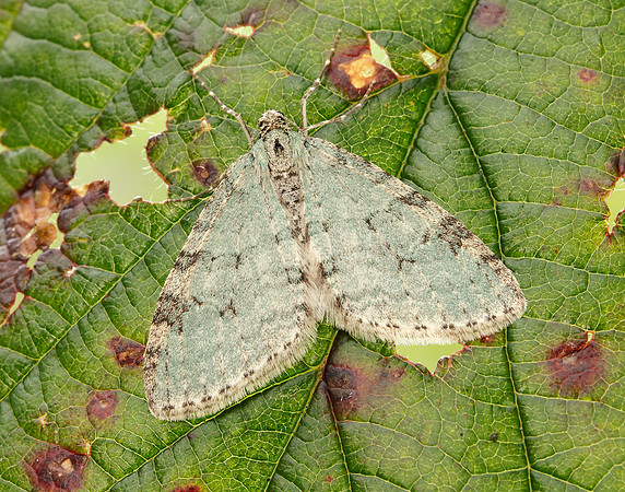 70.202 BF1881 Early Tooth-striped Trichopteryx carpinata