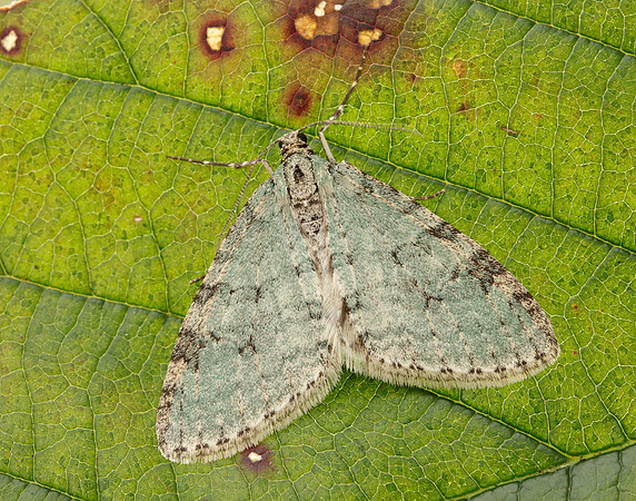 70.202 BF1881 Early Tooth-striped Trichopteryx carpinata