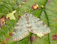 70.202 BF1881 Early Tooth-striped Trichopteryx carpinata