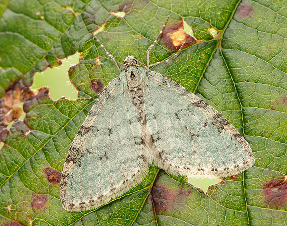 70.202 BF1881 Early Tooth-striped Trichopteryx carpinata