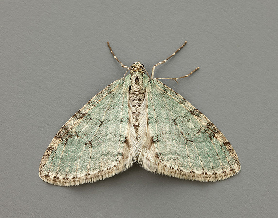 70.202 BF1881 Early Tooth-striped Trichopteryx carpinata