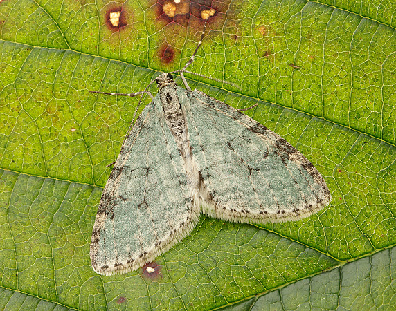 70.202 BF1881 Early Tooth-striped Trichopteryx carpinata