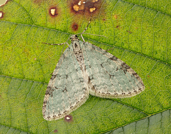 70.202 BF1881 Early Tooth-striped Trichopteryx carpinata