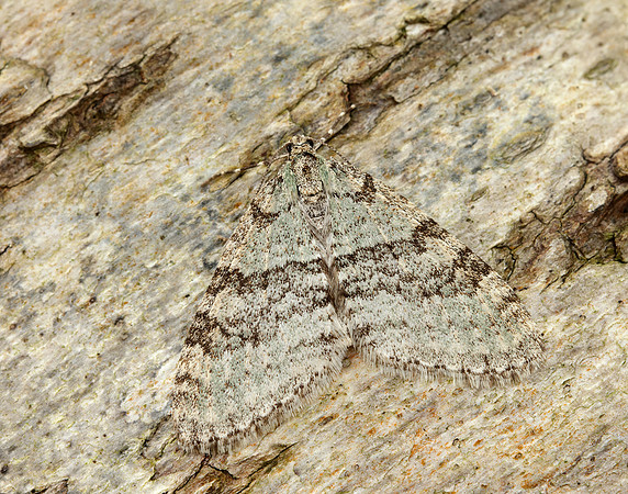 70.202 BF1881 Early Tooth-striped Trichopteryx carpinata