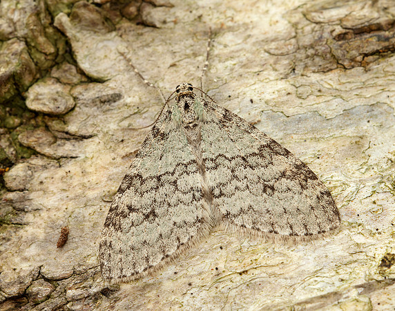 70.202 BF1881 Early Tooth-striped Trichopteryx carpinata