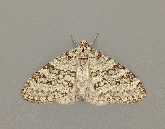 70.202 BF1881 Early Tooth-striped Trichopteryx carpinata