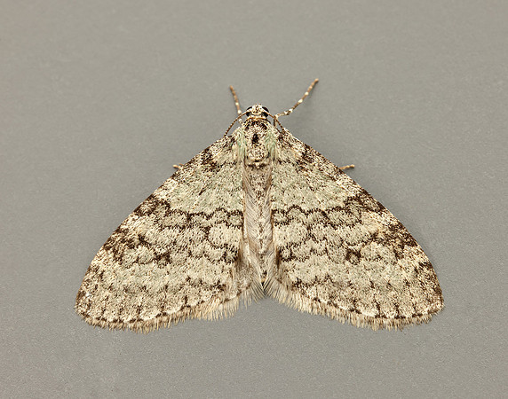 70.202 BF1881 Early Tooth-striped Trichopteryx carpinata