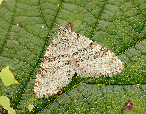 70.202 BF1881 Early Tooth-striped Trichopteryx carpinata