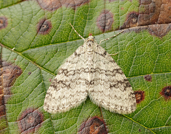70.202 BF1881 Early Tooth-striped Trichopteryx carpinata